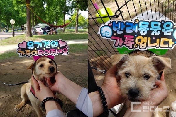 진주시 유기동물 봉사단체 리본팀이 오는 17일 오후 1시 평거동 남강 둔치 야외공연장 일대에서 ‘유기견 입양 홍보’ 행사를 진행한다.