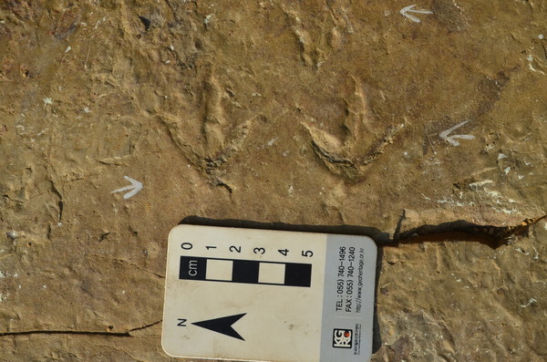 국내에서 가장 오래된 새 발자국 화석. 