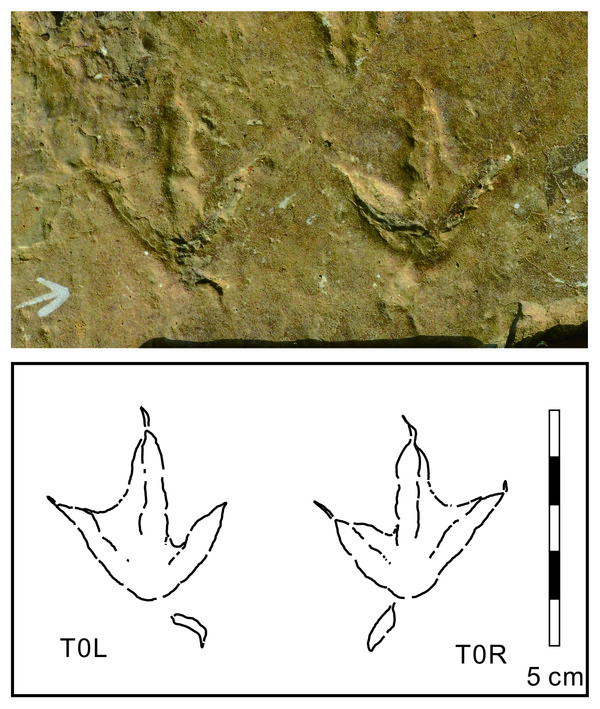 비토섬 새 발자국 화석은 발가락 사이에 물갈퀴 흔적이 남아있는 것이 특징이다. 