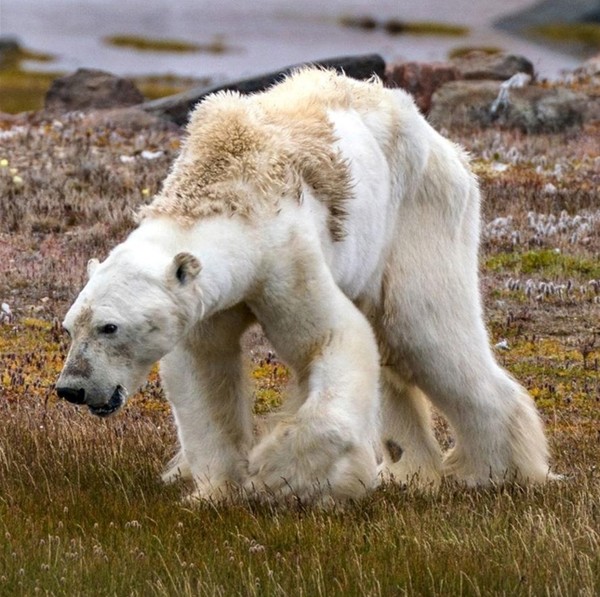그림1. 북극곰(내셔널 지오그래픽)