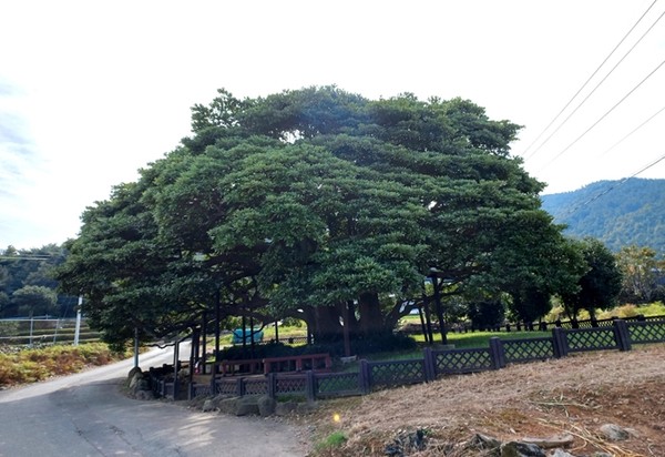 사진1. 왕후박나무