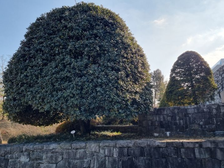 ▶박물관 앞에 상징 나무로 서 있는 졸가시나무, 그 뒤쪽으로 숨어서 있는 주목. 졸가시나무는 상록참나무 중에 일본을 대표하는 나무로 알려져 있다. 주목은 지리산에 자라는 상징나무 중의 하나이다. 임진왜란 전문박물관에 일본을 대표하는 졸가시나무가 박물관 상징나무가 되면 안 된다고 주장하는 사람도 있다. 이것도 좋은 공부거리이다.