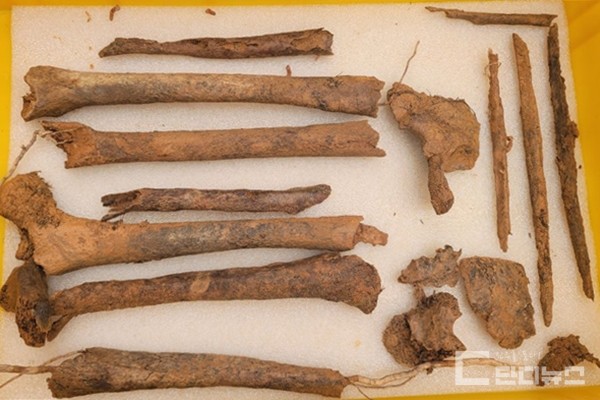 발굴작업 초기 발견된 희생자들의 다리뼈