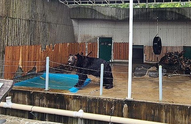 진양호 동물원에 살고있는 곰