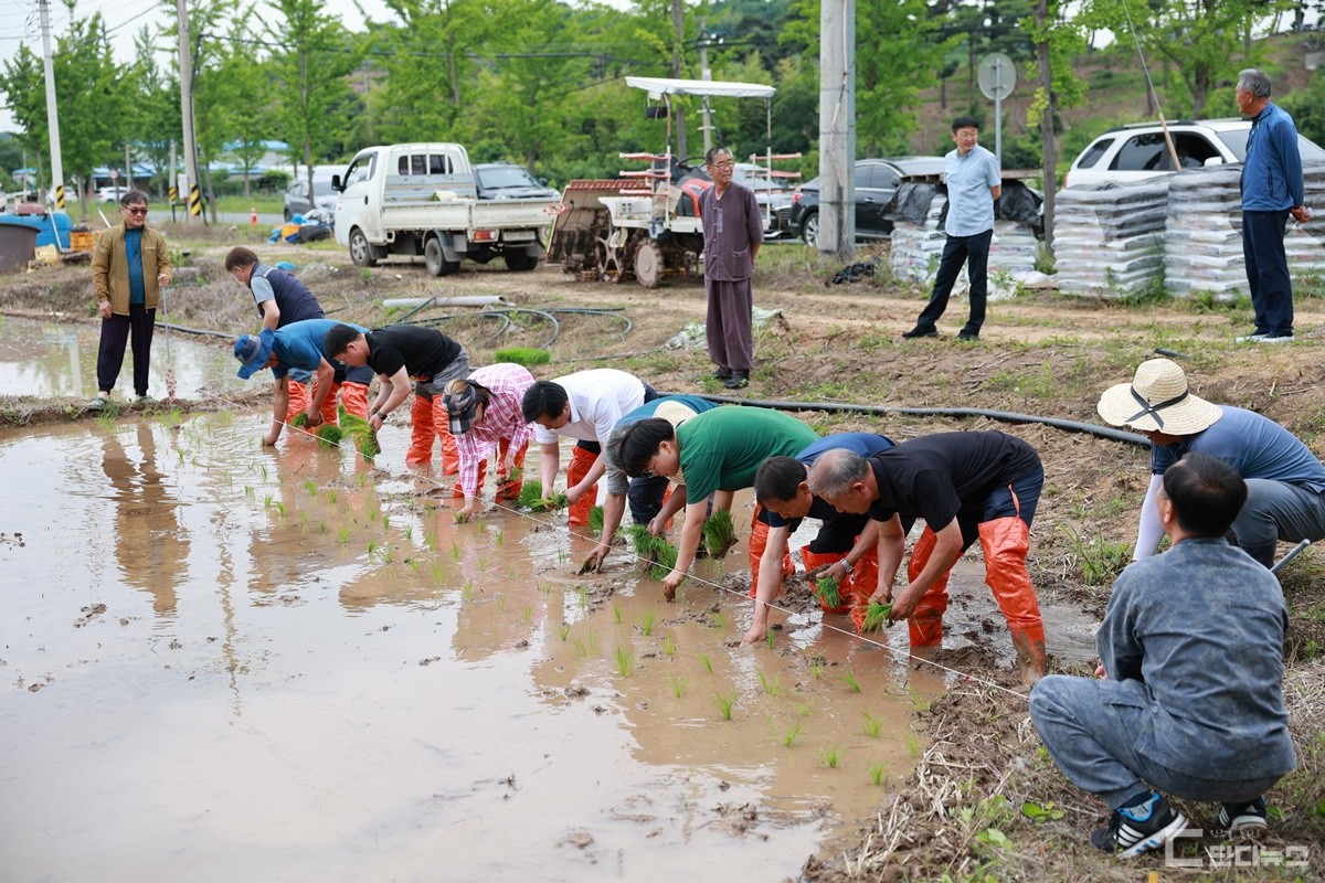 통일쌀 모내기 작업 중인 진주 농민들