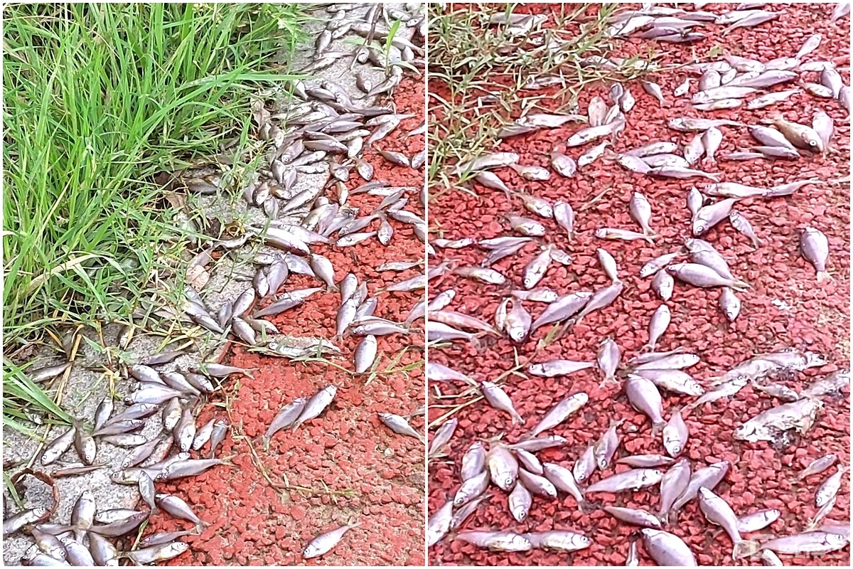 남강변에서 수백여 마리의 민물고기 사체가 발견됐다. /사진 = 진주시민 김찬석 씨 제공