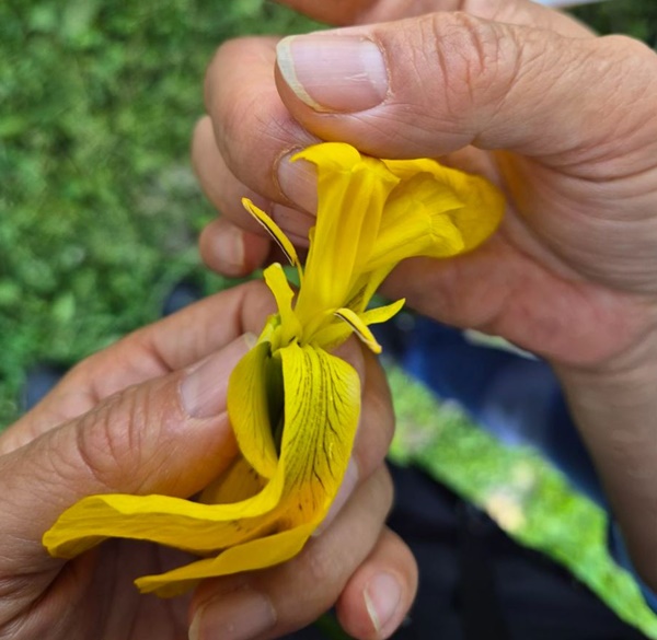 노랑꽃창포. 노랑꽃창포에 있는 암술찾기.