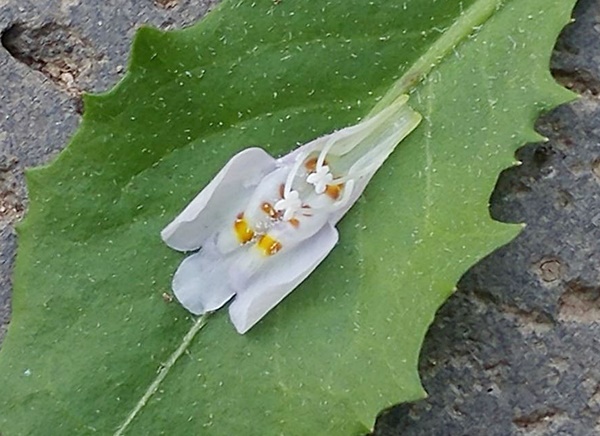 주름잎을 나뭇잎에 올려 놓고 찍은 사진.