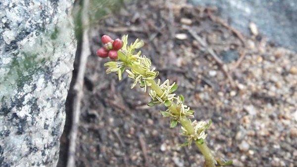 이삭물세수미. 빨간색 윗부분이 수꽃이고 아래쪽 여러 개 흰꽃이 달린 것이 암꽃이다.