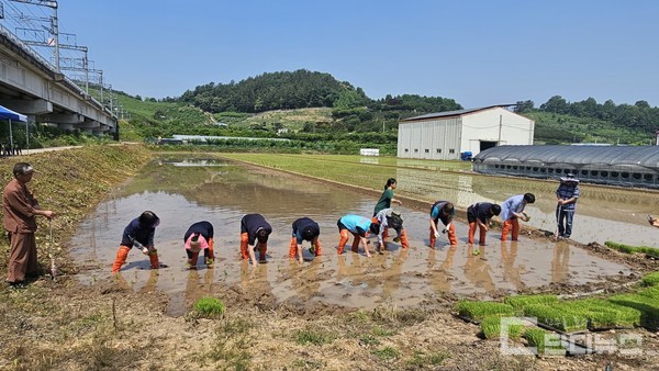 진주시농민회 회원 30명이 모여 '통일 염원 모내기' 행사를 문산읍 일원에서 열었다.