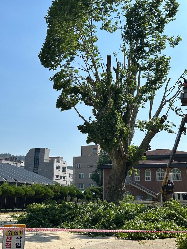 6월 14일 전정작업을 진행하고 있는 모습 @사진제공=칠암동주민
