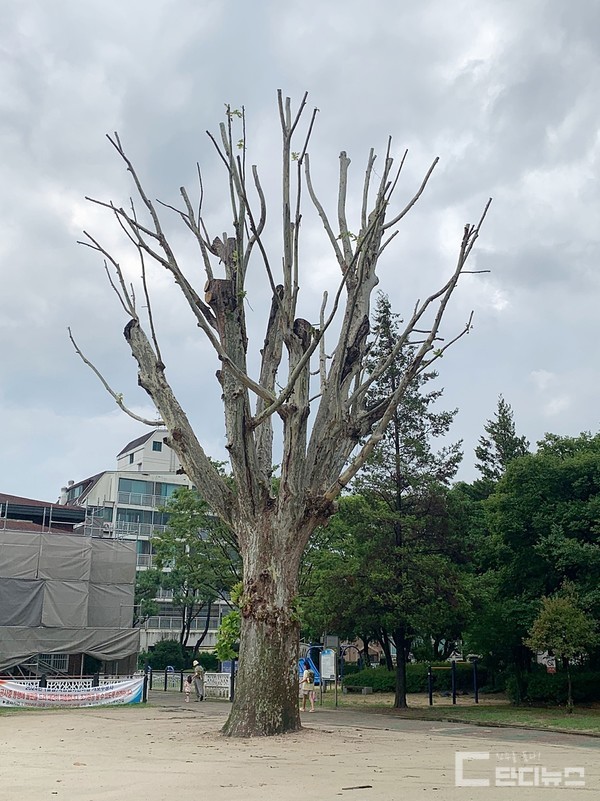 칠암어린이집 앞 플라타너스 현재 모습  