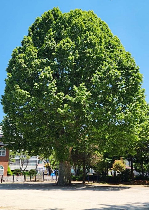 칠암어린이집 앞 플라타너스 과거 모습 @사진제공=칠암동주민