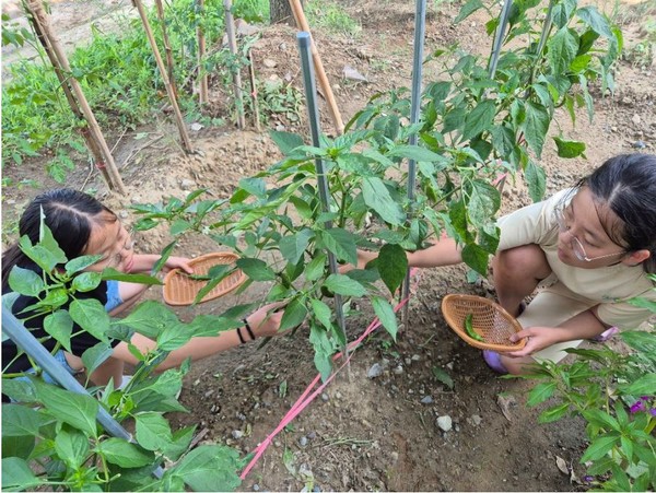 남지청소년문화의집아카데미 텃밭에서 초등학생들이 고추를 따고 있다.