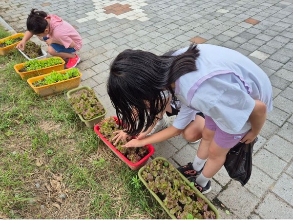 개인 화분 상추 사이에 자란  풀을 뽑고 있다.