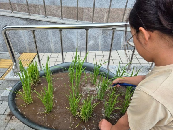 6월에 이동식 화분에 벼를 심었다. 벼를 가까이에서 관찰하기 위해서이다.