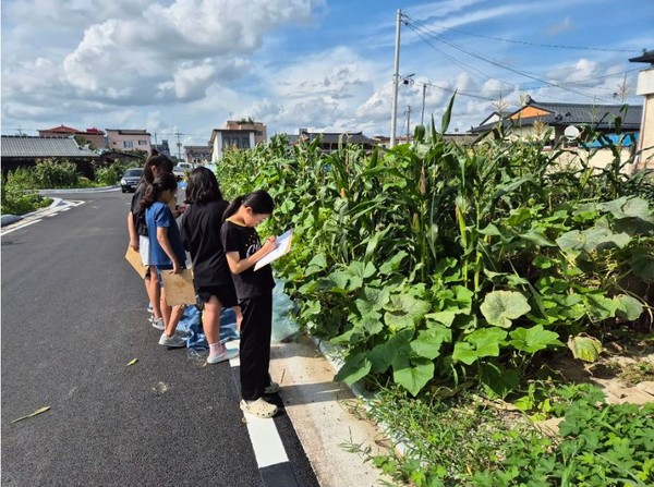 1학기 마지막 날에는 마을 어른들이 가꾼 텃밭을 둘러보고 어른들이 가꾼 채소와 견줘 봤다.