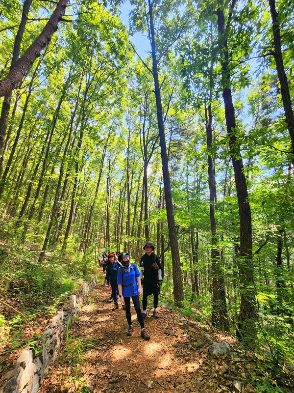 곧게 뻗은 상수리나무 숲길, 그 길을 걷는 길동무들의 키도 저절로 커지는 듯...