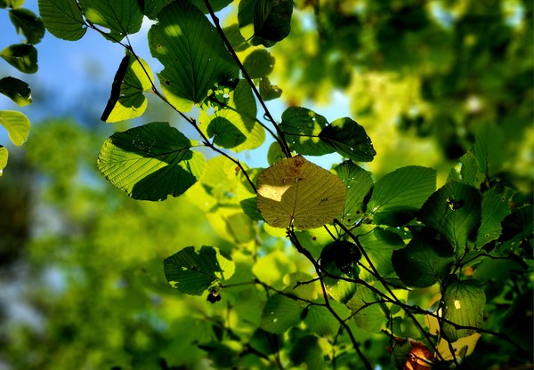 백운동계곡에서 가장 흔하게 만날 수 있는 지리산 깃대종 히어리의 잎엔 어느새 가을빛이 스며들고...