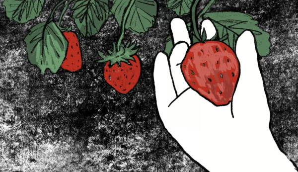 "그 예쁜 딸기는 누가 키웠을까?" 우리나라 농업 현장에서 ‘외국인 없이 농사 못짓는다‘는 이야기가 나온지는 이미 오래다. (이미지 제공 : 다큐  '내 이름은 아이운' )