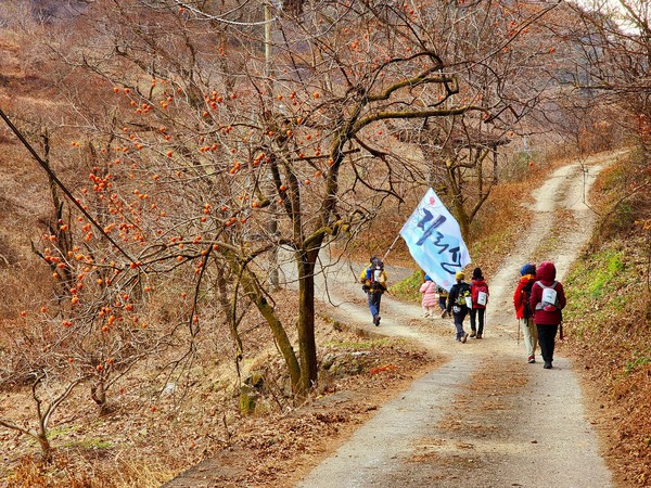 감이 주렁주렁 달린 감나무 지나 유점마을 가는 길