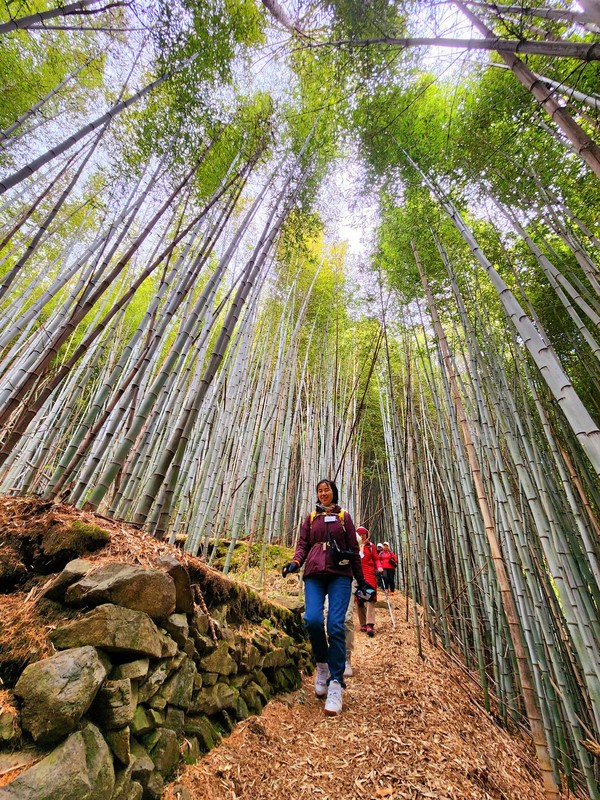 하늘로 쭉쭉 뻗은 대숲길, 그 사이를 걸으면 내 키도 쑥쑥...
