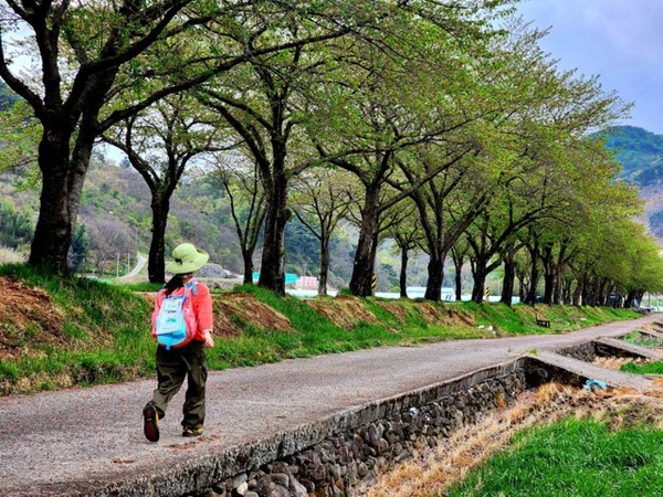 비록 벚꽃은 졌지만 초록 잎으로 터널을 이룬 왕벚나무 가로수길을 걷는 예빈이Ⓒ숲샘 최세현