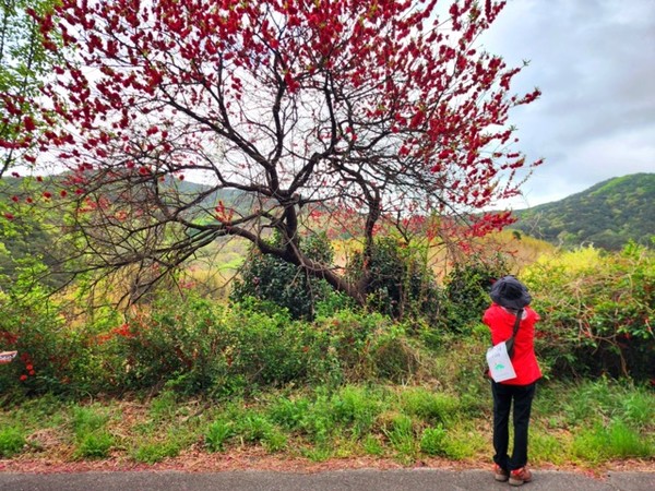 명사마을 겹홍도화를 폰카에 담고 있는 길동무 Ⓒ숲샘 최세현