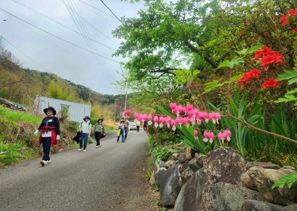 삼화실로 향하는 길가에서 길동무들을 반겨주는 금낭화 Ⓒ숲샘 최세현