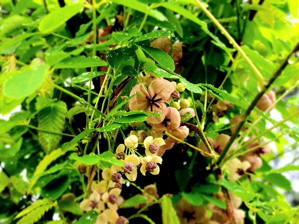 영어로는 Chocolate Vine로 불릴 만큼 그 향기가 달콤한 으름꽃, 별 모양은 암꽃이고 둥근 건 수꽃이다. Ⓒ숲샘 최세현