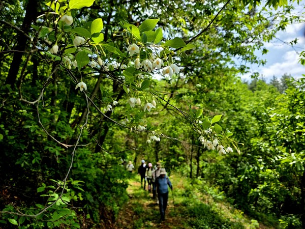 snow bell이란 영어 이름에 걸맞은 모양의 꽃을 주렁주렁 달린 때죽나무ⓒ숲샘 최세현