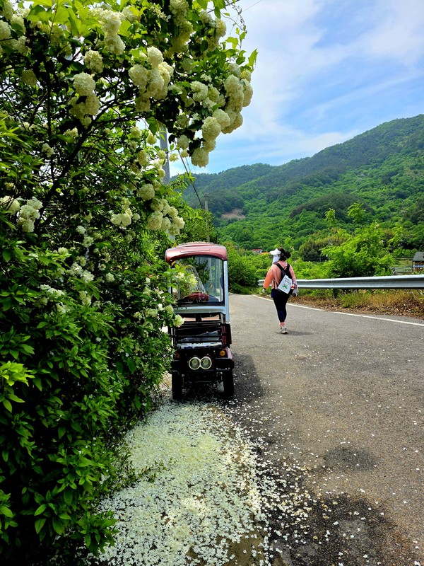 활짝 핀 불두화 아래에서 쉬고 있는 동네 어르신의 전동차가 이채롭다.ⓒ숲샘 최세현