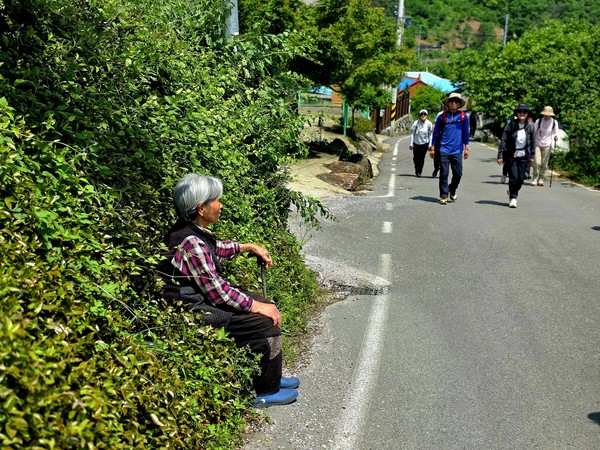 길동무들을 물끄러미 바라보고 계신 동네 할머니의 모습이 왠지 짠하다.ⓒ숲샘 최세현