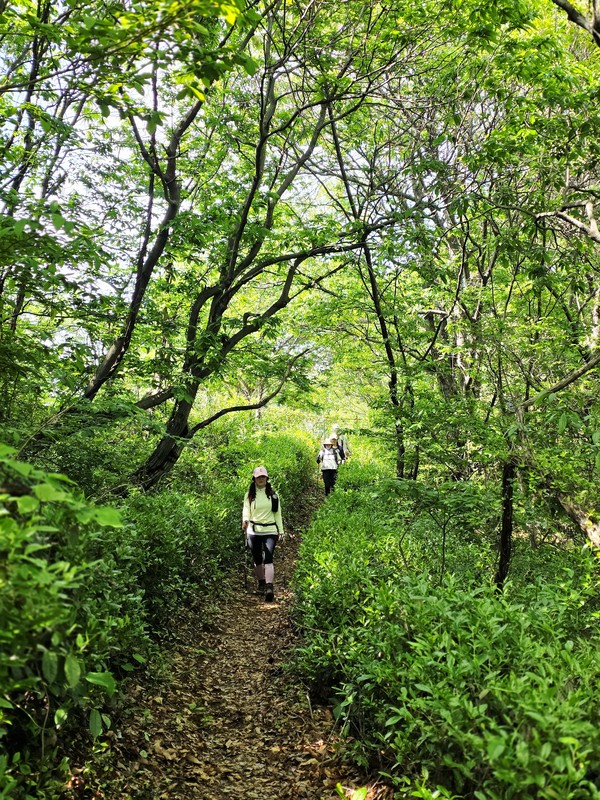 하동에 걸맞게 녹차로 조성된 바람재 오솔길ⓒ숲샘 최세현