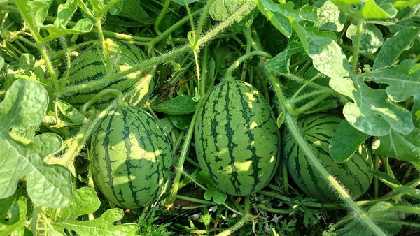 폭염 속 광제산 골짜기 농부의 일상 ⓒ강병성 농부