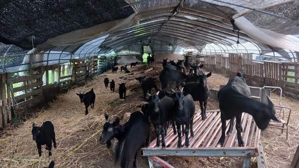 폭염 속 광제산 골짜기 농부의 일상 ⓒ강병성 농부