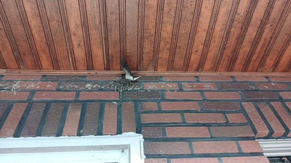 폭염 속 광제산 골짜기 농부의 일상 "올해도 제비가 집을 지었다"  ⓒ강병성 농부