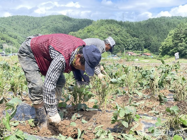 “나락 다시 말리고, 콩대 다시 세우고…” 이번 폭우로 인해 농가 피해도 컸다. 
