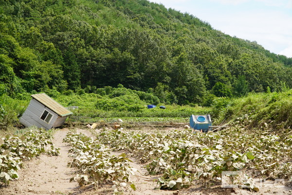 빗물에 휩쓸려 내려간 컨테이너, 흙탕물을 뒤집어 쓴 콩대의 모습