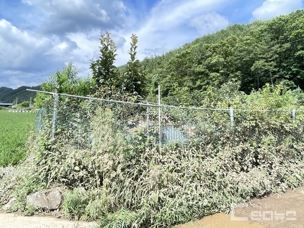 당시 물이 차오른 높이만큼 작물에 흙탕물이 뒤덮였다. 