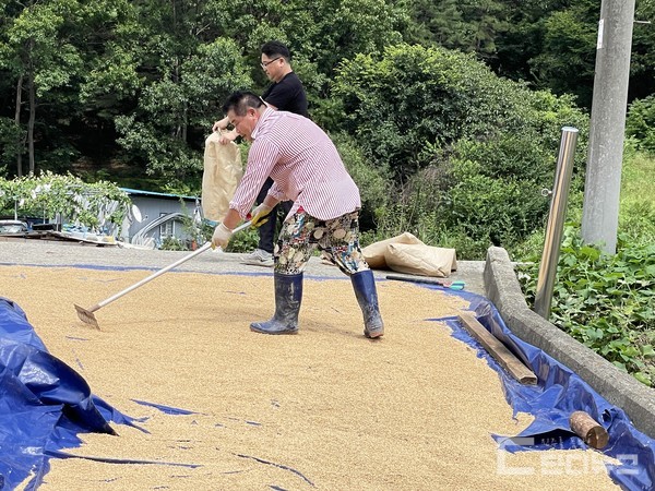 “나락 다시 말리고, 콩대 다시 세우고…” 이번 폭우로 인해 농가 피해도 컸다.