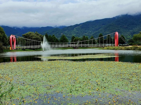 노랑어리연꽃이 활짝 핀 동정호 ⓒ숲샘 최세현 