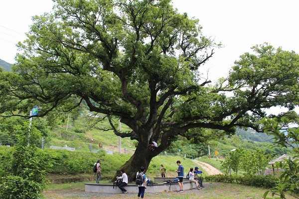 2017년 5월 초록걸음 때 정정한 모습의 팽나무 어르신 ⓒ숲샘 최세현 