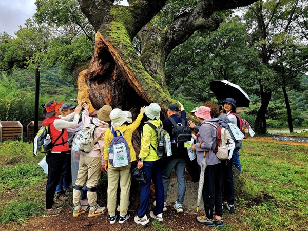 팽나무 어르신을 꼭 껴안고 쾌유를 빌다. ⓒ숲샘 최세현 