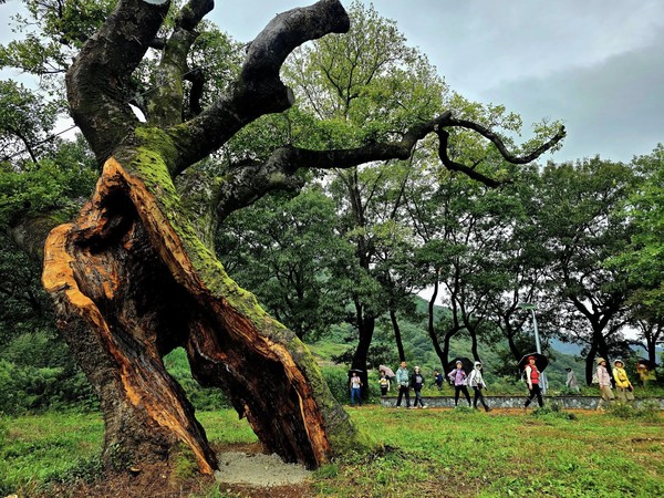 부러진 가지 응급조치를 받은 300세 팽나무 어르신 ⓒ숲샘 최세현 