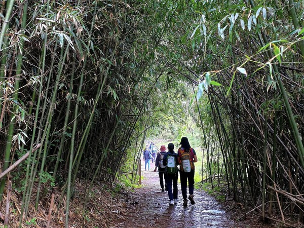 키보다 더 크게 자란 신이대 터널도 지나고 ⓒ숲샘 최세현 
