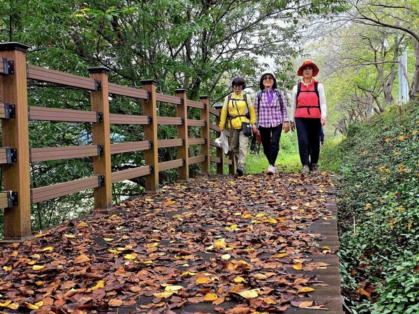 왕벚나무 낙엽이 수북하게 깔린 섬진강길 ⓒ숲샘 최세현 