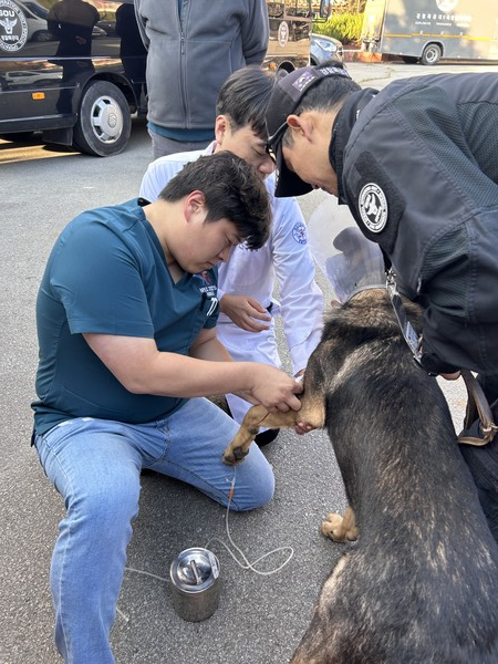 경상국립대학교 수의과대학 이동빈 연구부학장을 비롯해 졸업 동문, 대학원생 등 5명이 경주 아시아태평양경제협의체(APEC) 정상회의에 파견된 경찰견 50마리를 위한 ‘현장 의료지원팀’으로 활동해 화제가 되고 있다.(사진 제공: 경상국립대)