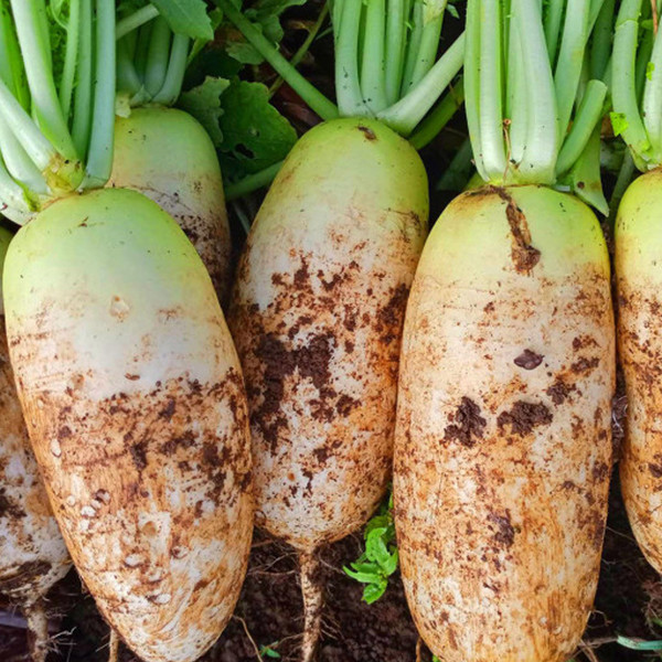 [이윤주 칼럼] 겨울 무, 밥상 위 순한 보약